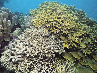 CotW: Porites monticulosa