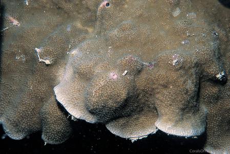 CotW: Porites monticulosa