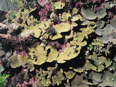 CotW: Porites monticulosa