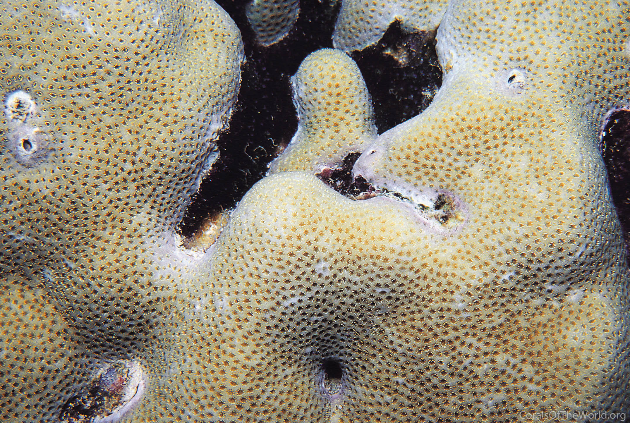 Porites murrayensis