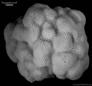CotW: Porites murrayensis