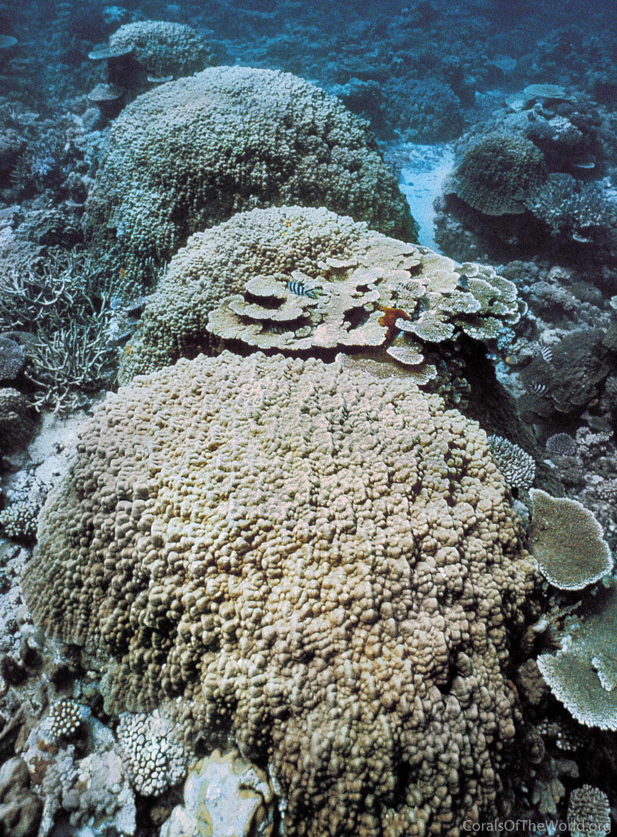 Porites myrmidonensis