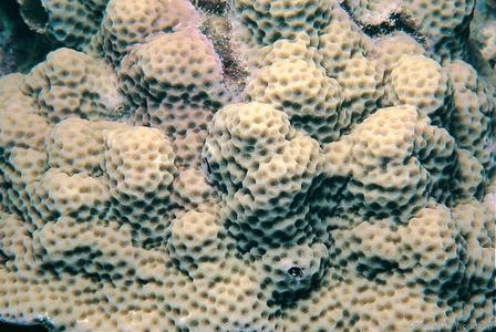 CotW: Porites myrmidonensis