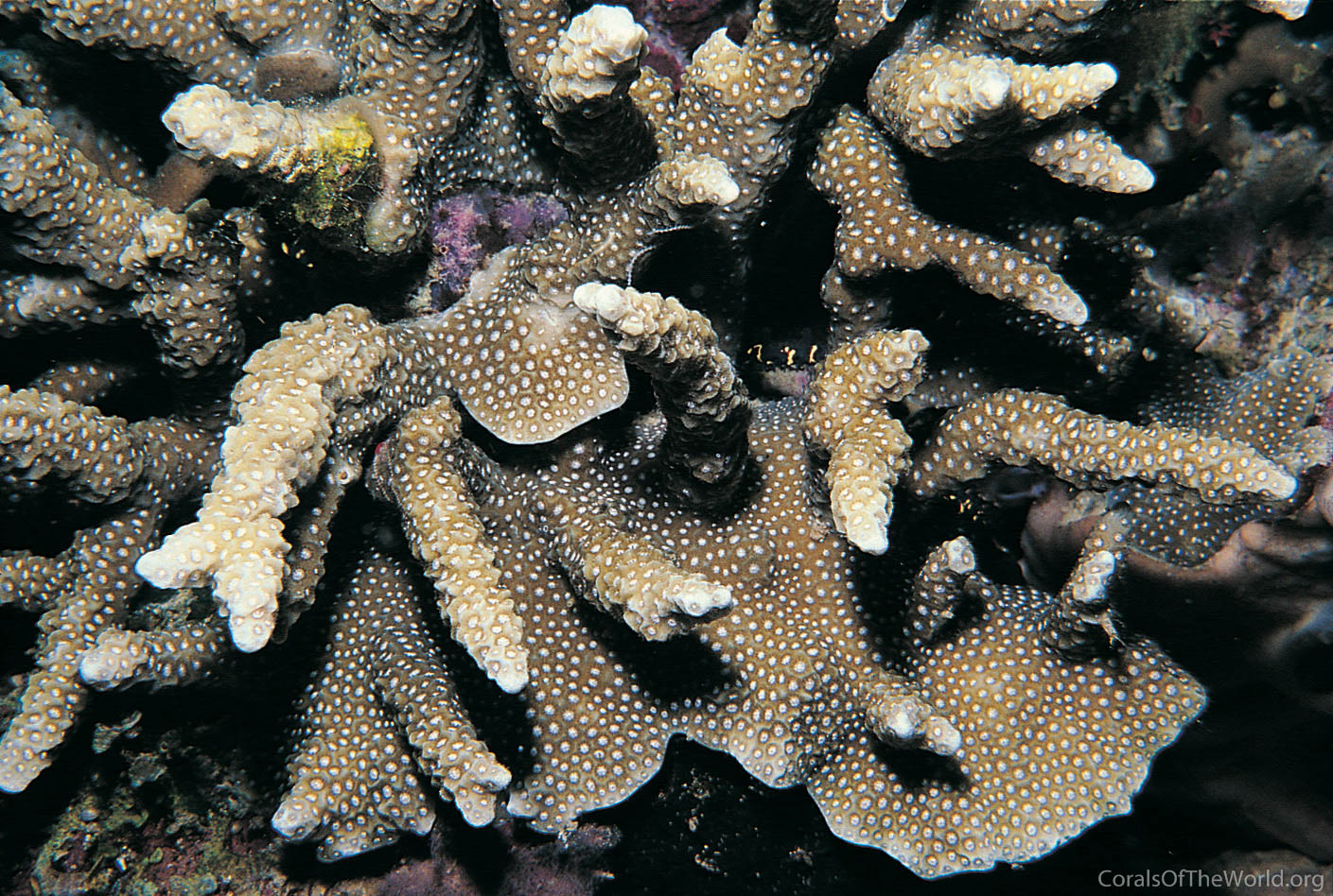Porites napopora
