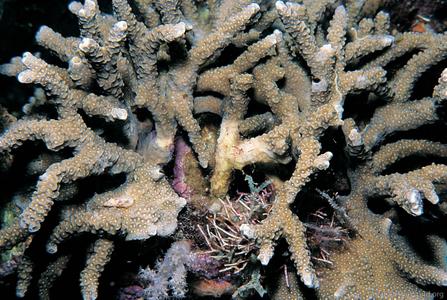 CotW preview: Porites napopora