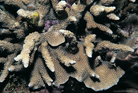 CotW: Porites napopora