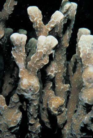 CotW: Porites napopora