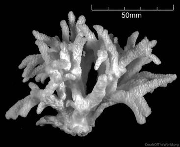 CotW: Porites napopora