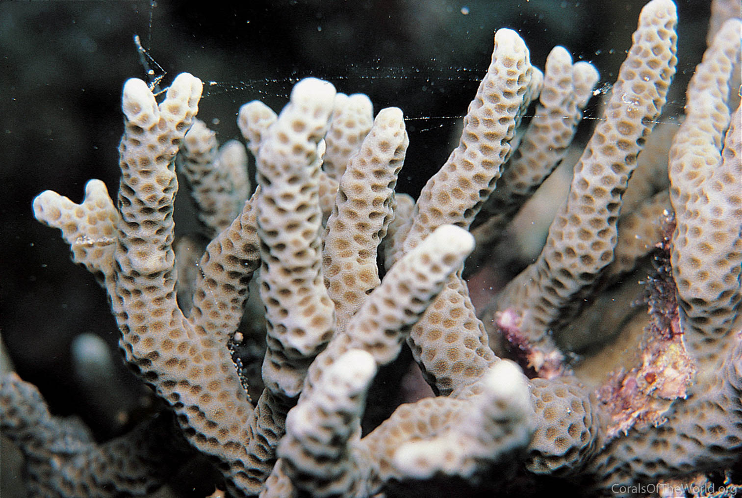 Porites negrosensis