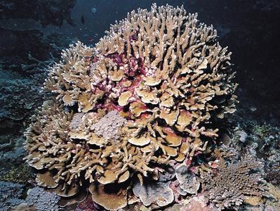 CotW preview: Porites negrosensis