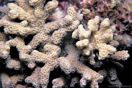 CotW: Porites negrosensis