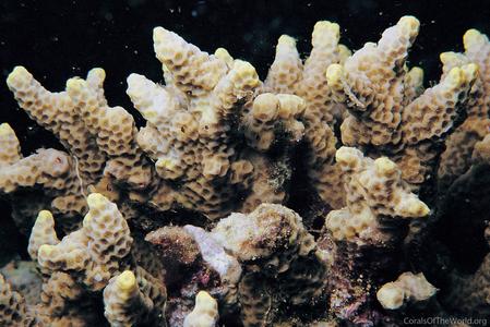 CotW: Porites negrosensis
