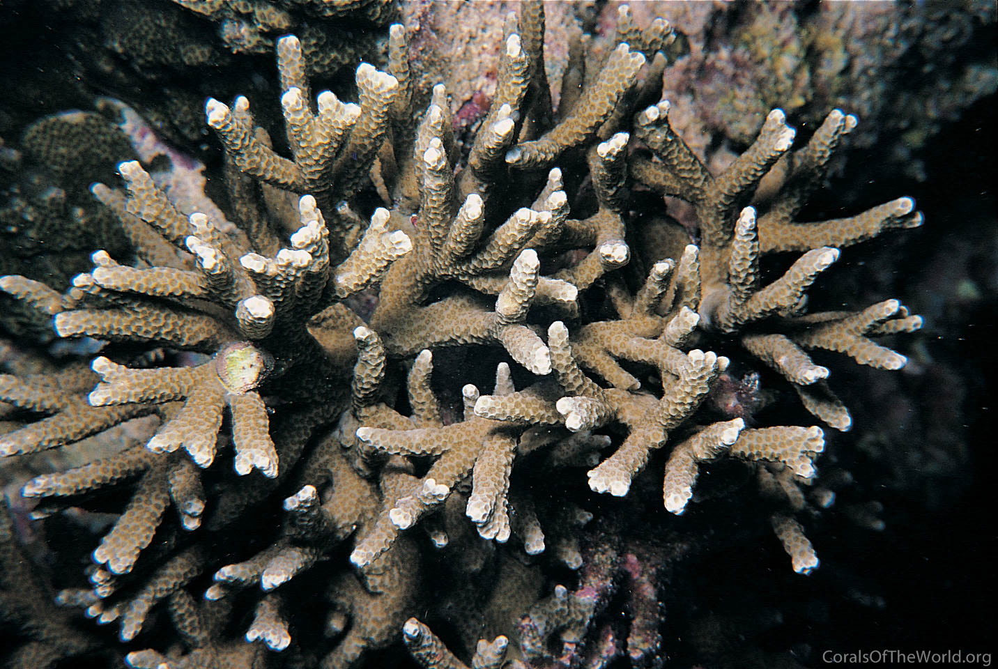 Porites nigrescens