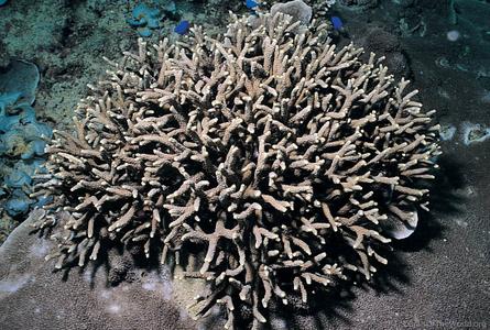 CotW preview: Porites nigrescens