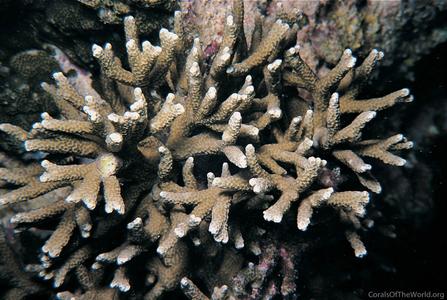 CotW: Porites nigrescens