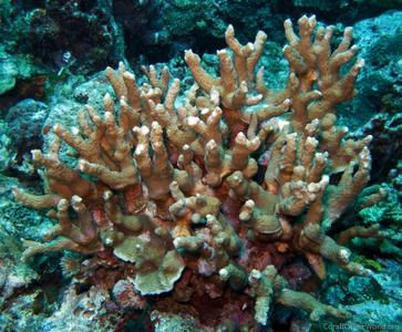 CotW: Porites nigrescens