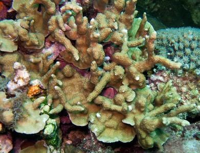 CotW: Porites nigrescens
