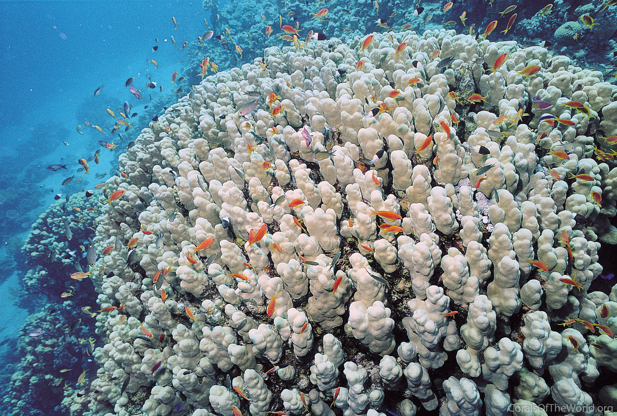 Porites nodifera