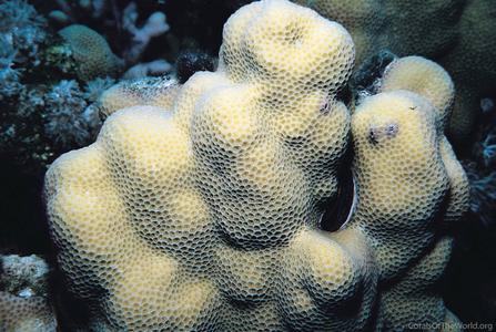 CotW preview: Porites nodifera