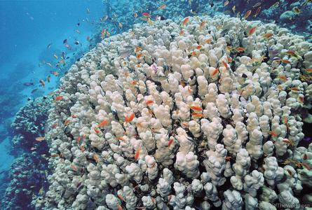 CotW: Porites nodifera