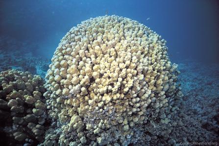 CotW: Porites nodifera