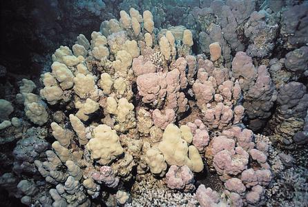 CotW: Porites nodifera