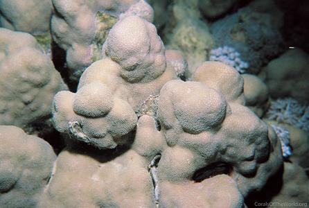 CotW: Porites nodifera