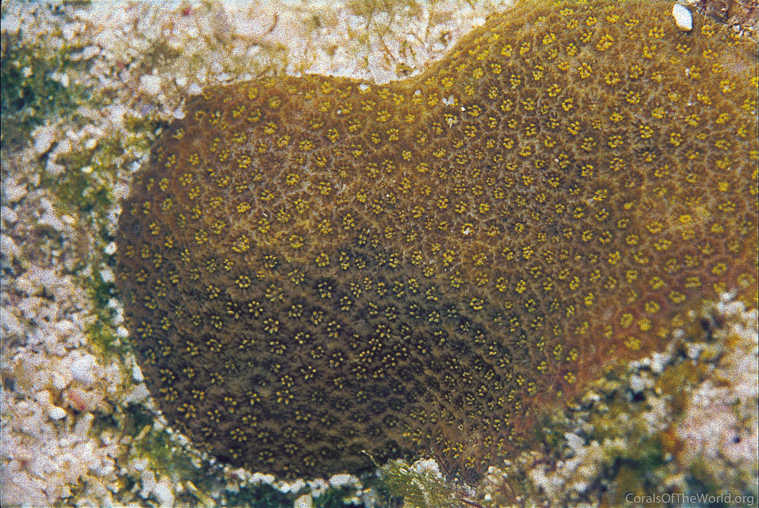 Porites okinawensis