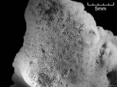 CotW: Porites okinawensis