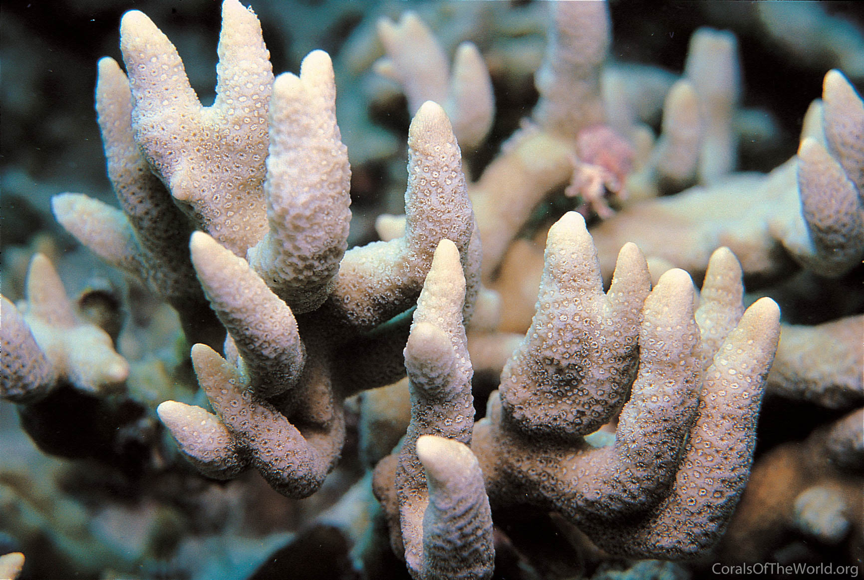 Porites ornata