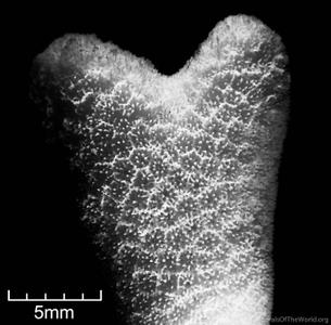 CotW: Porites ornata