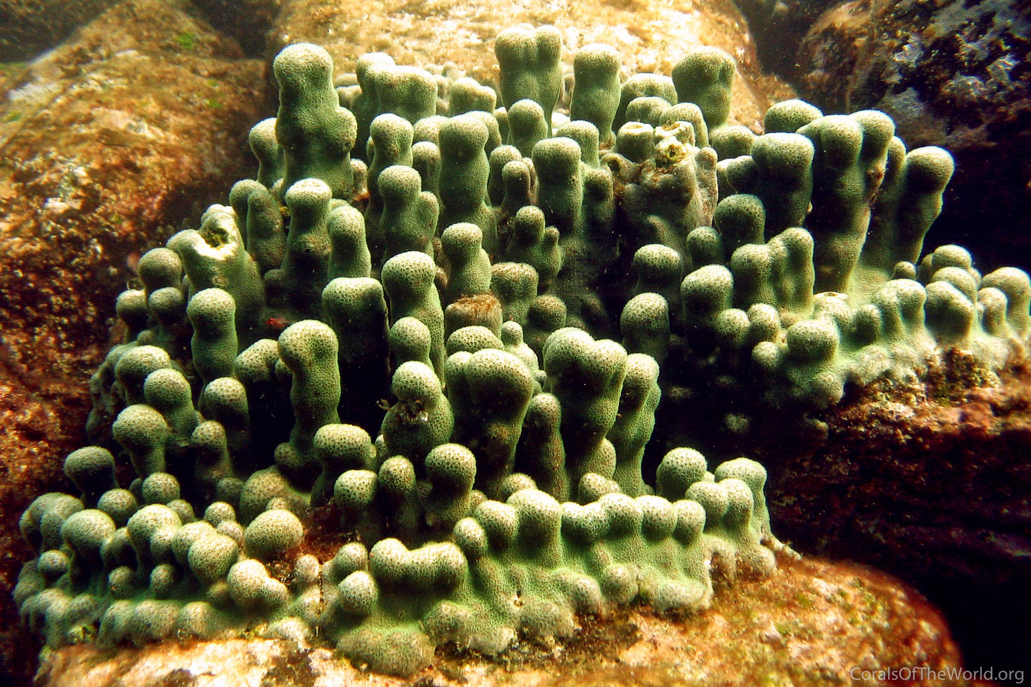 Porites panamensis
