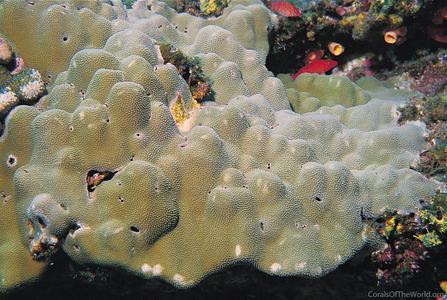 CotW: Porites panamensis
