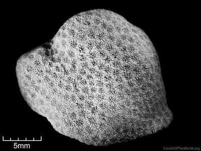 CotW: Porites panamensis
