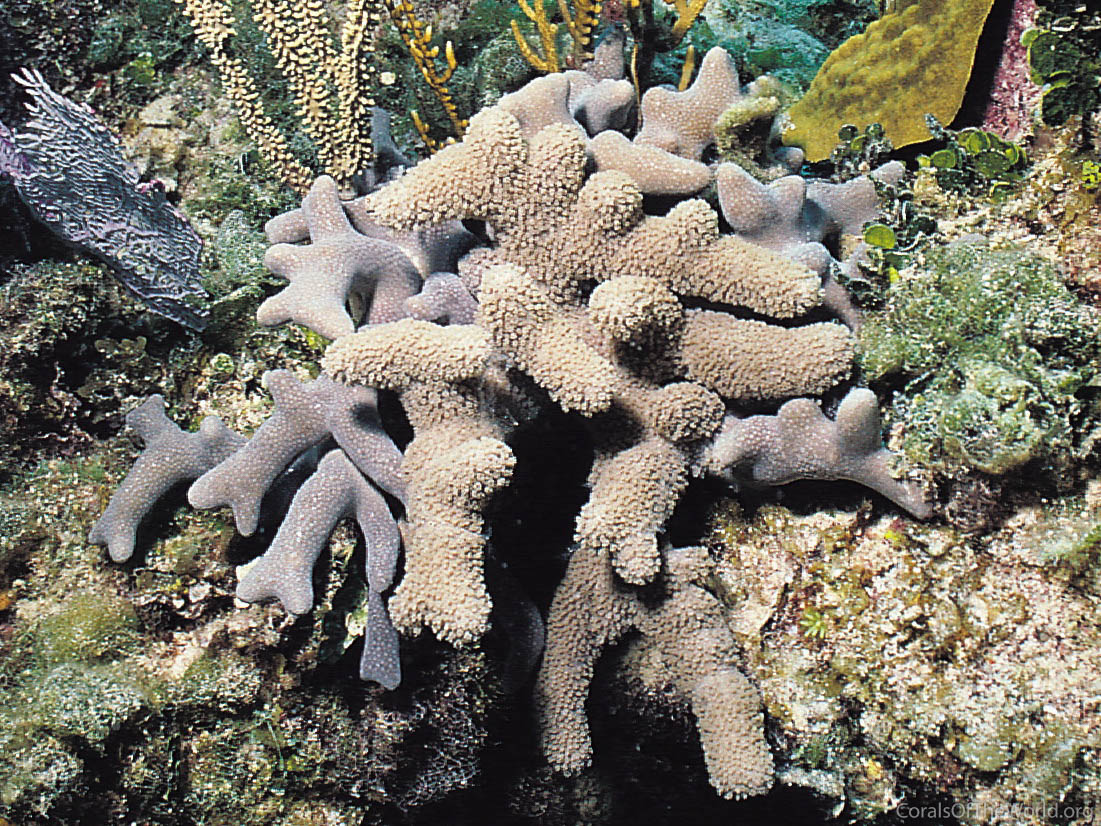 Porites porites