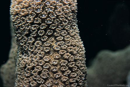 CotW preview: Porites porites