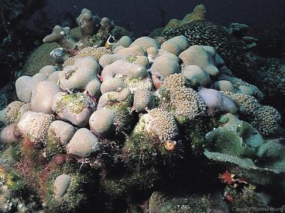 CotW: Porites porites