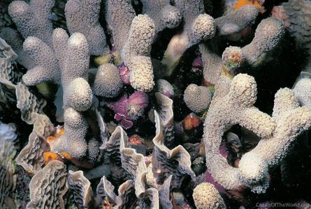 CotW: Porites porites