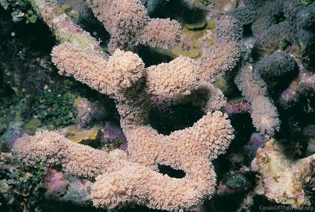 CotW: Porites porites