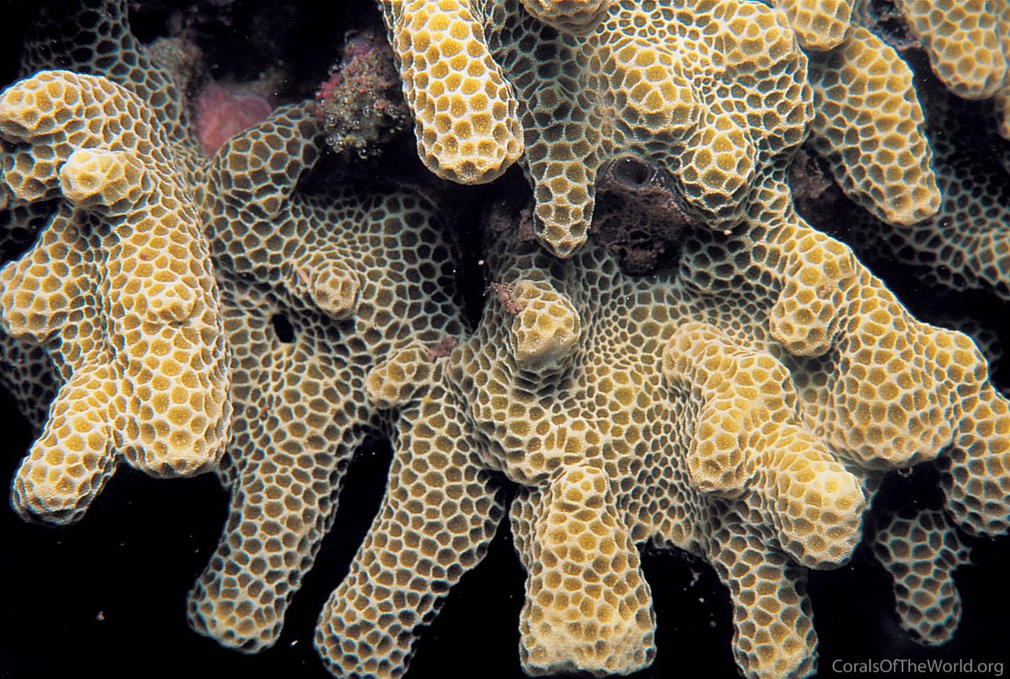 Porites profundus