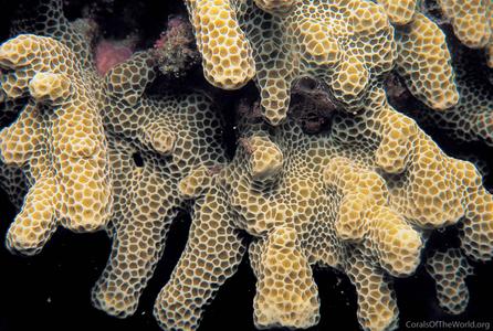 CotW: Porites profundus