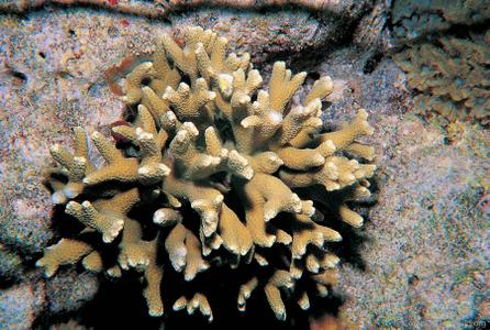 CotW: Porites profundus