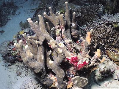 CotW: Porites profundus