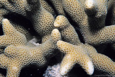 CotW: Porites profundus