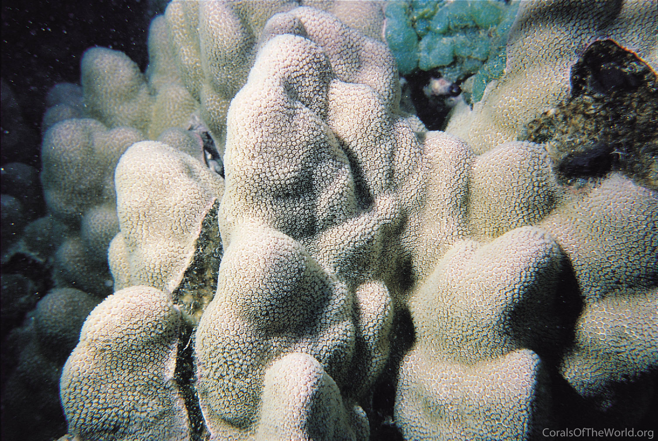 Porites pukoensis