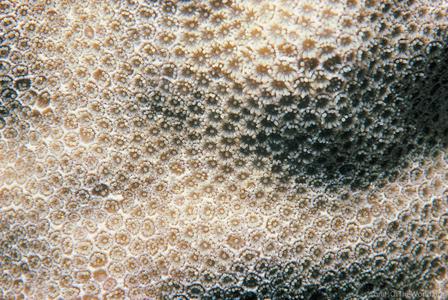 CotW: Porites pukoensis
