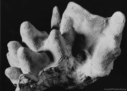 CotW: Porites pukoensis