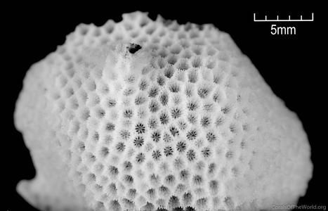 CotW: Porites pukoensis