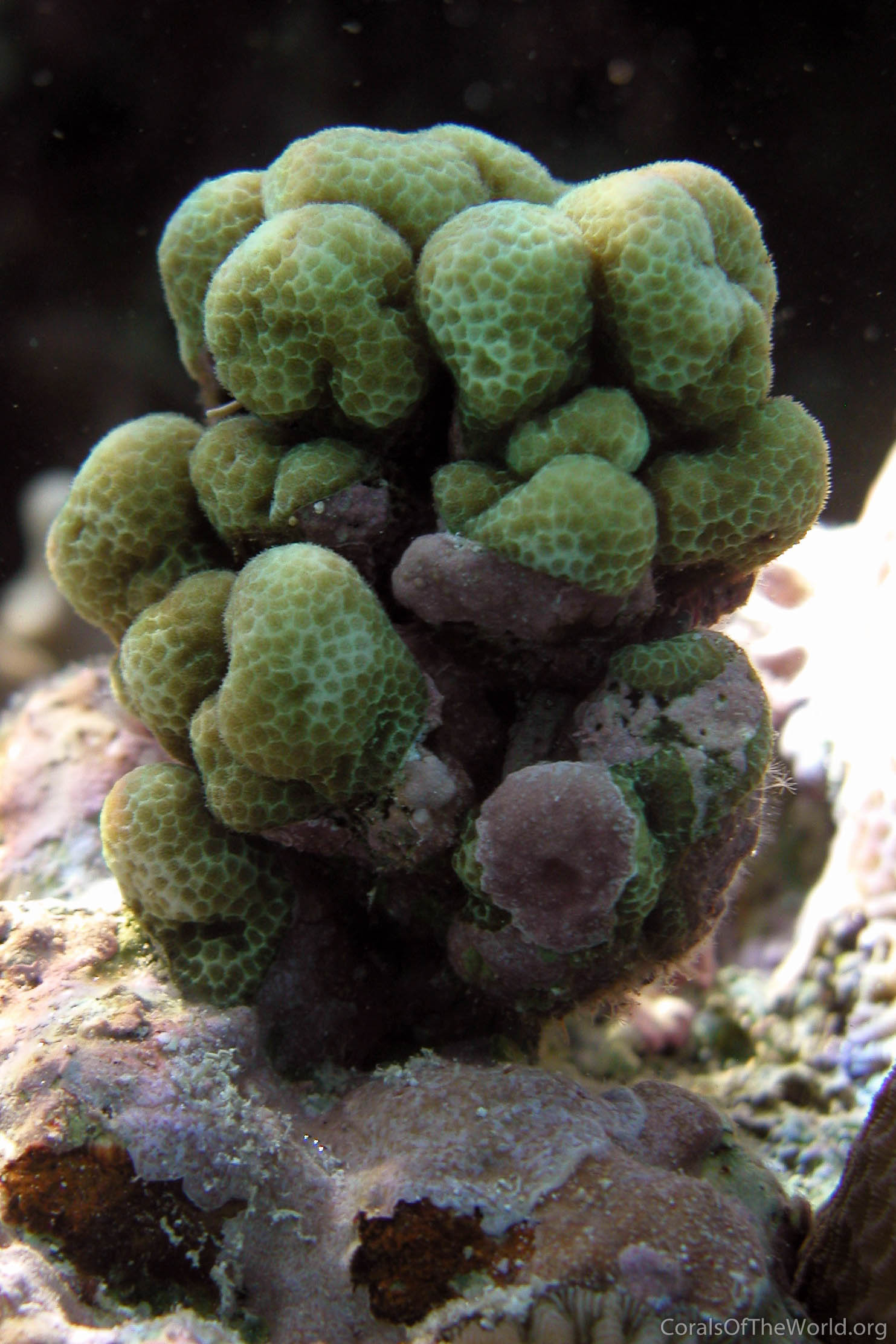 Porites randalli