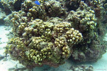 CotW preview: Porites randalli